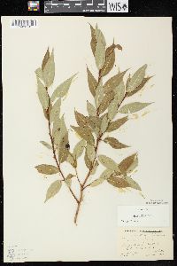 Salix lucida subsp. lucida image