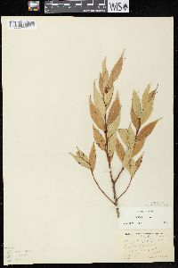 Salix lucida image