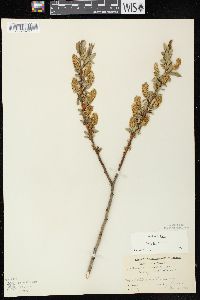 Salix lucida image