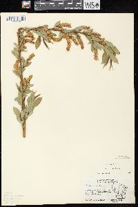 Salix lucida subsp. lucida image