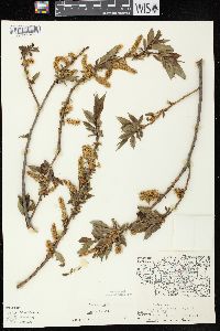 Salix lucida image