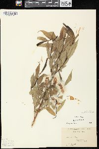 Salix lucida image