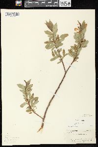 Salix lucida image