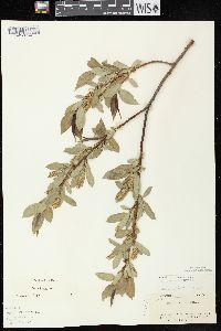 Salix lucida image