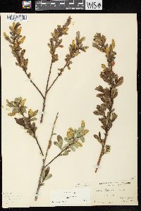 Salix lucida image