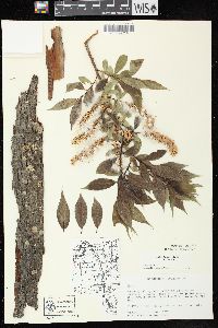 Salix lucida image