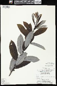 Salix humilis var. humilis image