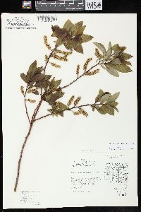 Salix myricoides image