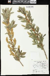 Salix lucida image