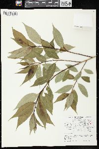 Salix lucida image