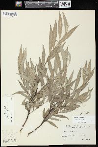 Salix alba var. alba image