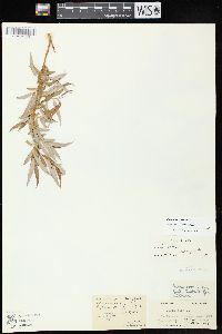 Salix alba image