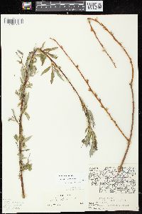 Salix alba var. alba image