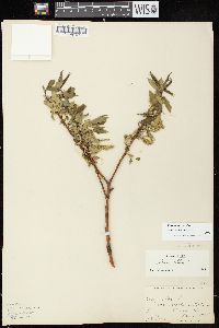 Salix alba image