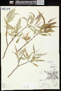Salix × rubens image