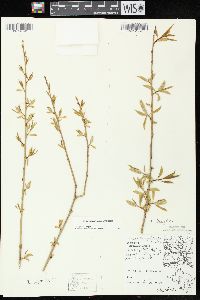 Salix amygdaloides image