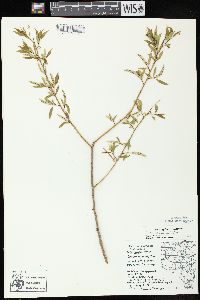 Salix amygdaloides image