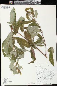 Salix amygdaloides image