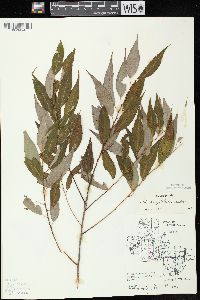 Salix amygdaloides image