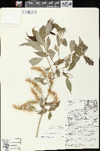 Salix amygdaloides image