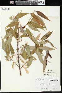 Salix amygdaloides image