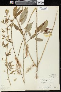 Salix amygdaloides image