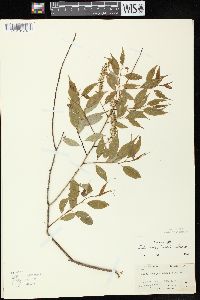 Salix amygdaloides image