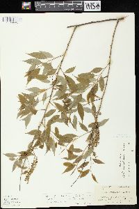 Salix amygdaloides image