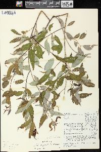 Salix amygdaloides image