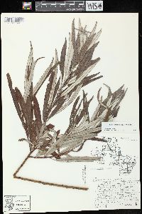 Salix candida image
