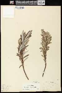 Salix candida image