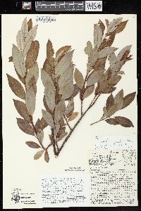 Image of Salix × conifera