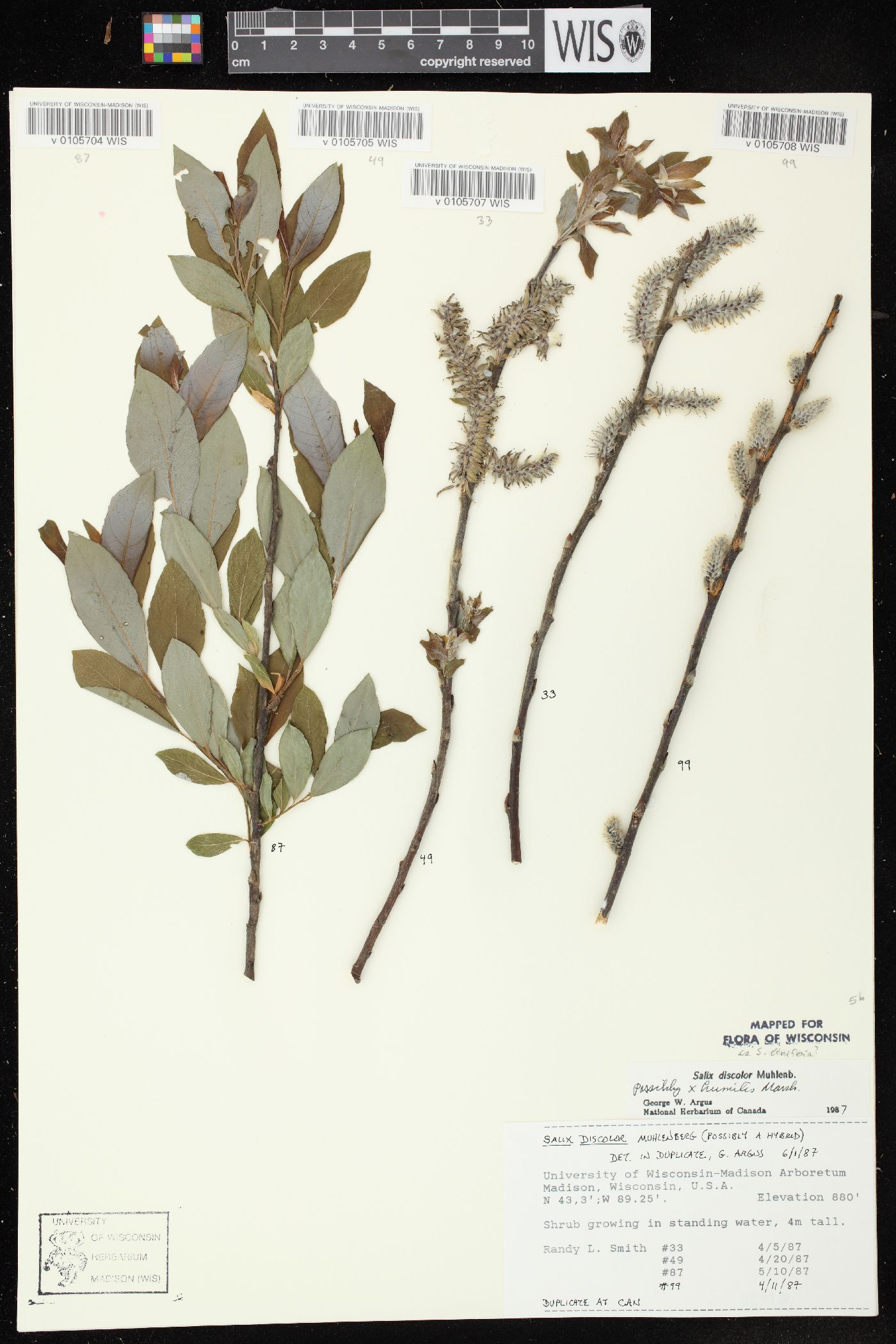 Salix × conifera image