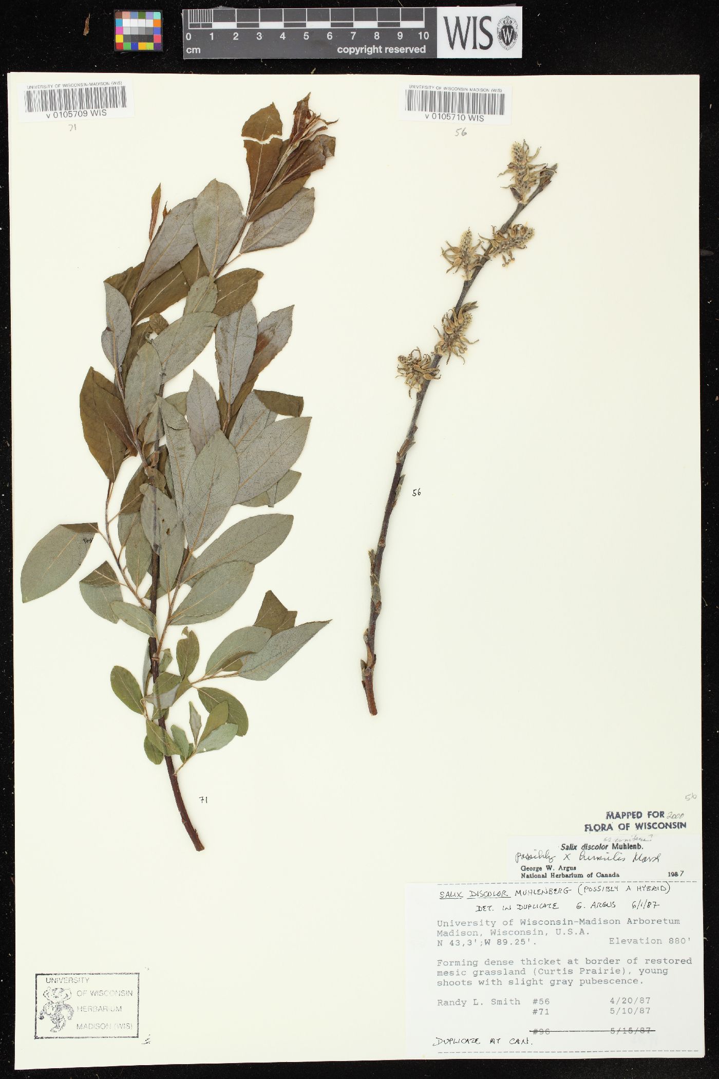 Salix × conifera image