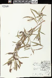 Salix exigua subsp. interior image