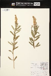 Spiraea alba image