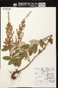 Spiraea tomentosa image