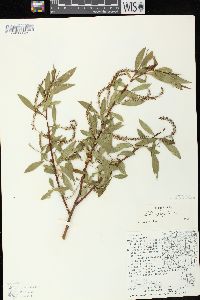 Salix × fragilis image