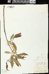 Salix × fragilis image