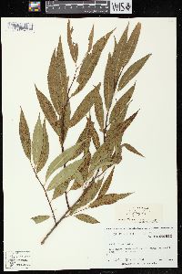 Salix × fragilis image