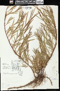 Salix exigua subsp. interior image