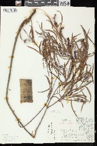 Salix exigua subsp. interior image