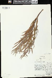 Salix exigua subsp. interior image