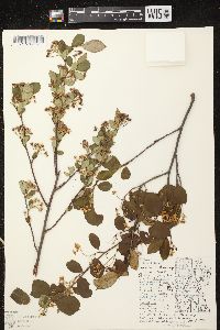 Aronia melanocarpa image