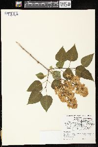 Syringa vulgaris image