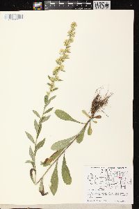 Solidago hispida var. hispida image