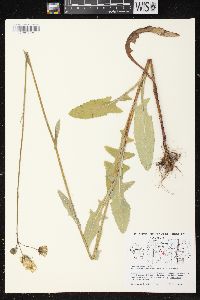 Sonchus arvensis image