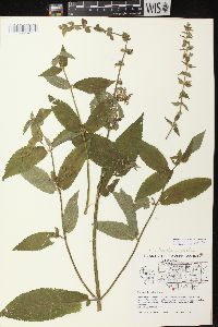 Stachys tenuifolia image