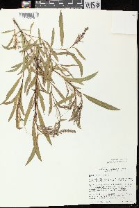 Salix exigua subsp. interior image