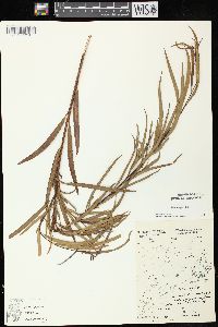 Salix exigua subsp. interior image